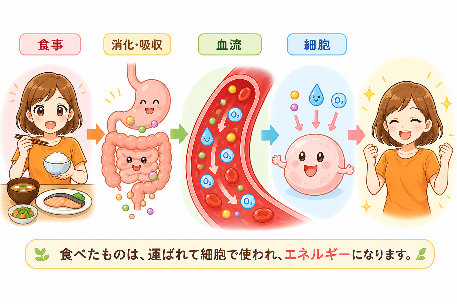 食事から細胞へ栄養が届く流れ