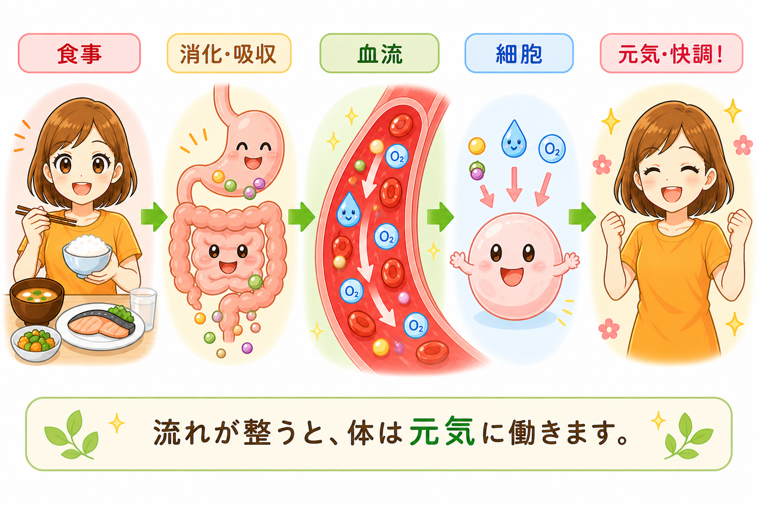 食事の流れを整えると体が元気に働く図